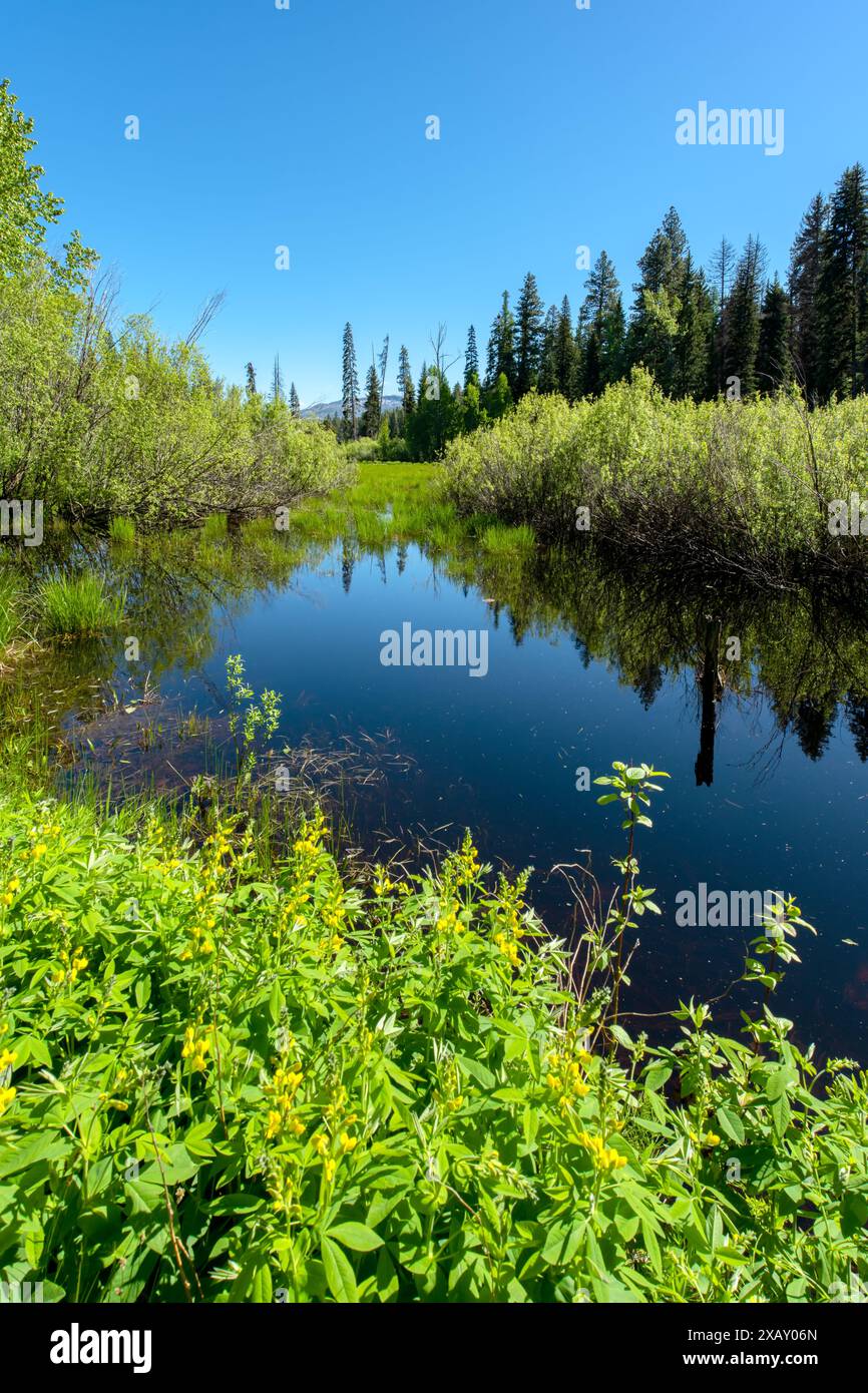 Lily Marsh dans Ponderosa State Park, Idaho Banque D'Images