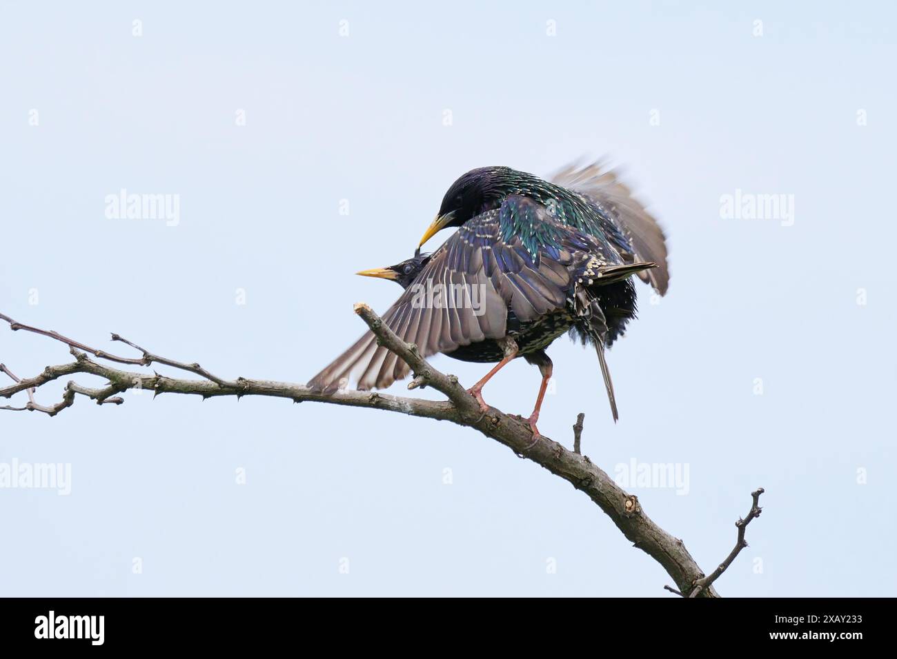 Accouplement des étourneaux communs (Sturnus vulgaris). Accouplement des oiseaux mâles et femelles Banque D'Images