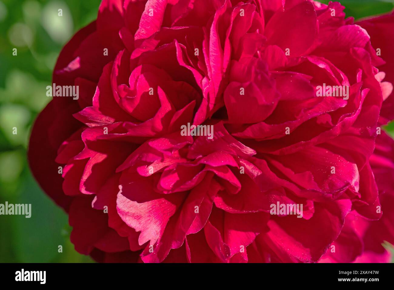 Fleur de pivoine rouge, (Peonia), Bavière, Allemagne Banque D'Images