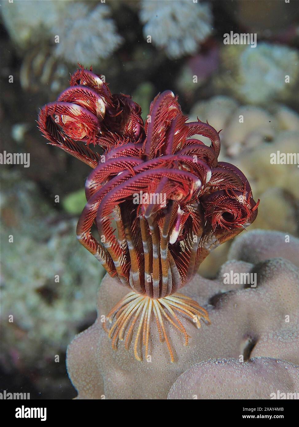 Une étoile de cheveux de Savigny (Heterometra savignii) se déploie la nuit sur un morceau de corail dans la mer. Site de plongée petit Gifton, Hurghada, Egypte, mer Rouge Banque D'Images