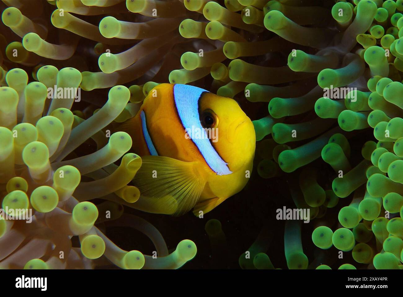 Poisson-clown de mer rouge (Amphiprion bicinctus), poisson-clown caché dans une anémone de mer verte. Site de plongée Daedalus Reef, Égypte, mer Rouge Banque D'Images