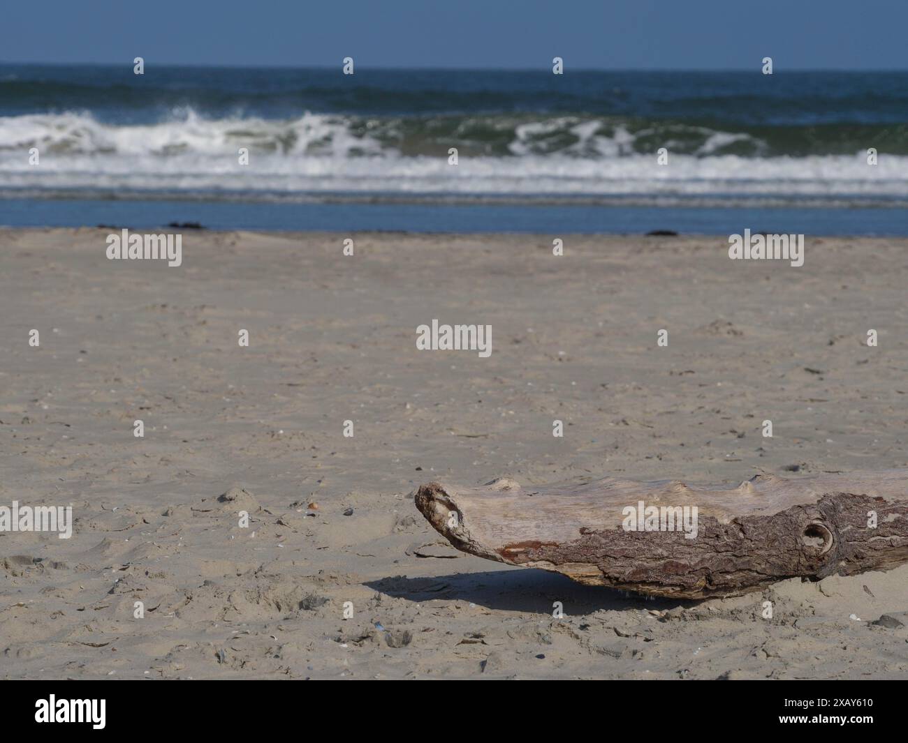 Un morceau de bois flotté repose sur le sable tandis que les vagues s'écrasent contre la plage en arrière-plan, juist, frise orientale, allemagne Banque D'Images