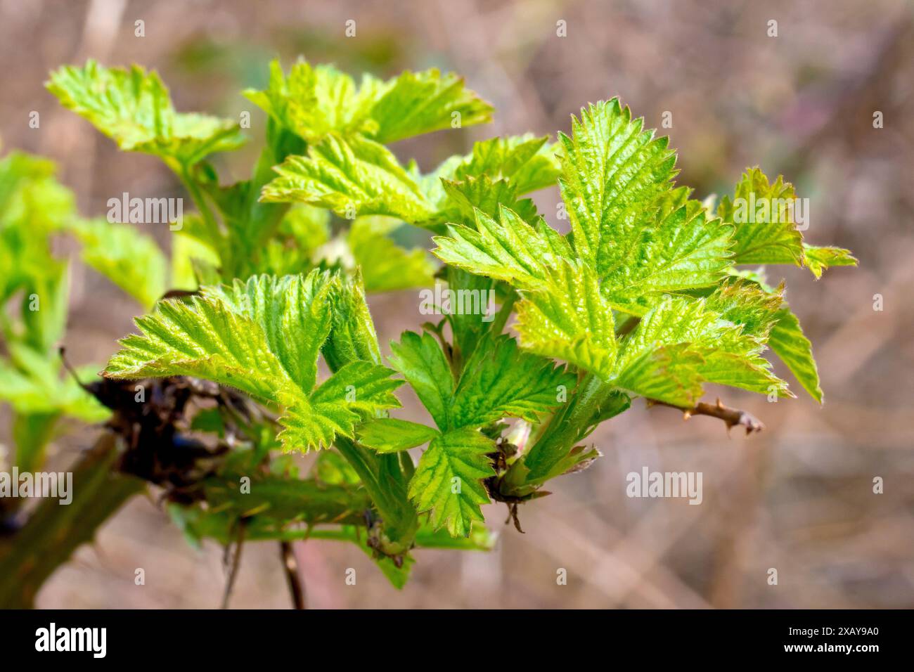 Mûre ou bramble (rubus fruticosus), gros plan montrant le feuillage neuf ou frais ou les feuilles poussant à la fin d'un coureur dans le soleil printanier. Banque D'Images