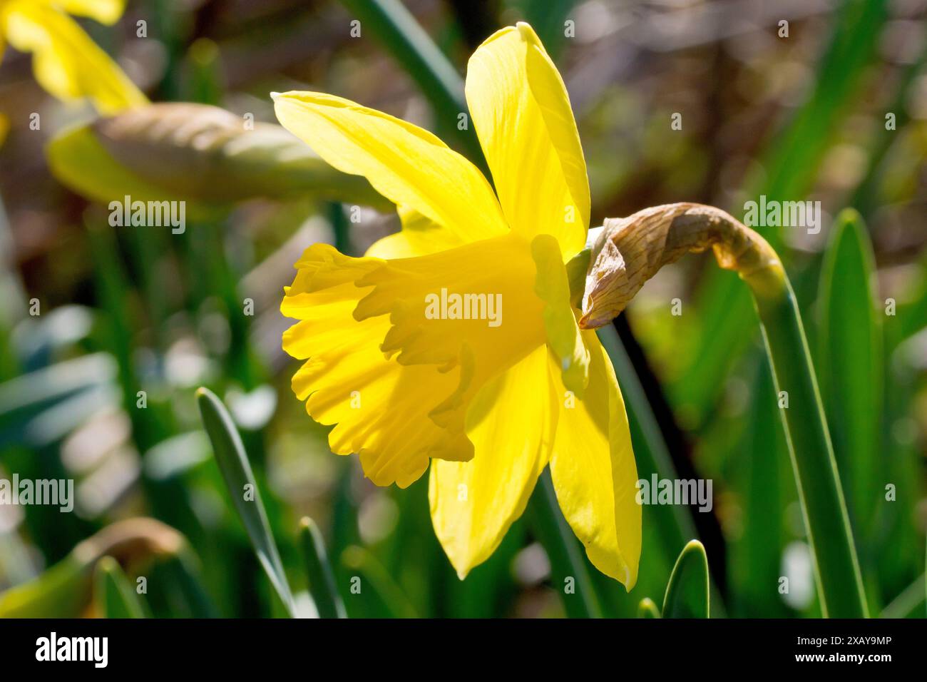 Jonquille (narcisse), gros plan d'une seule fleur jaune, rétroéclairé au soleil printanier. Banque D'Images