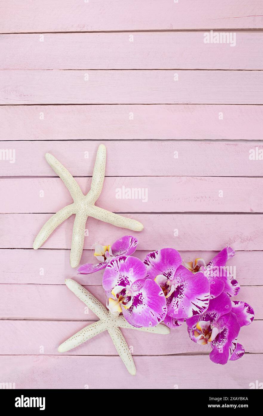Grandes orchidées roses avec étoile de mer blanche sur des planches de bois rose. Fond pour spa, tourisme, ésotique, cosmétique. Copier l'espace Banque D'Images