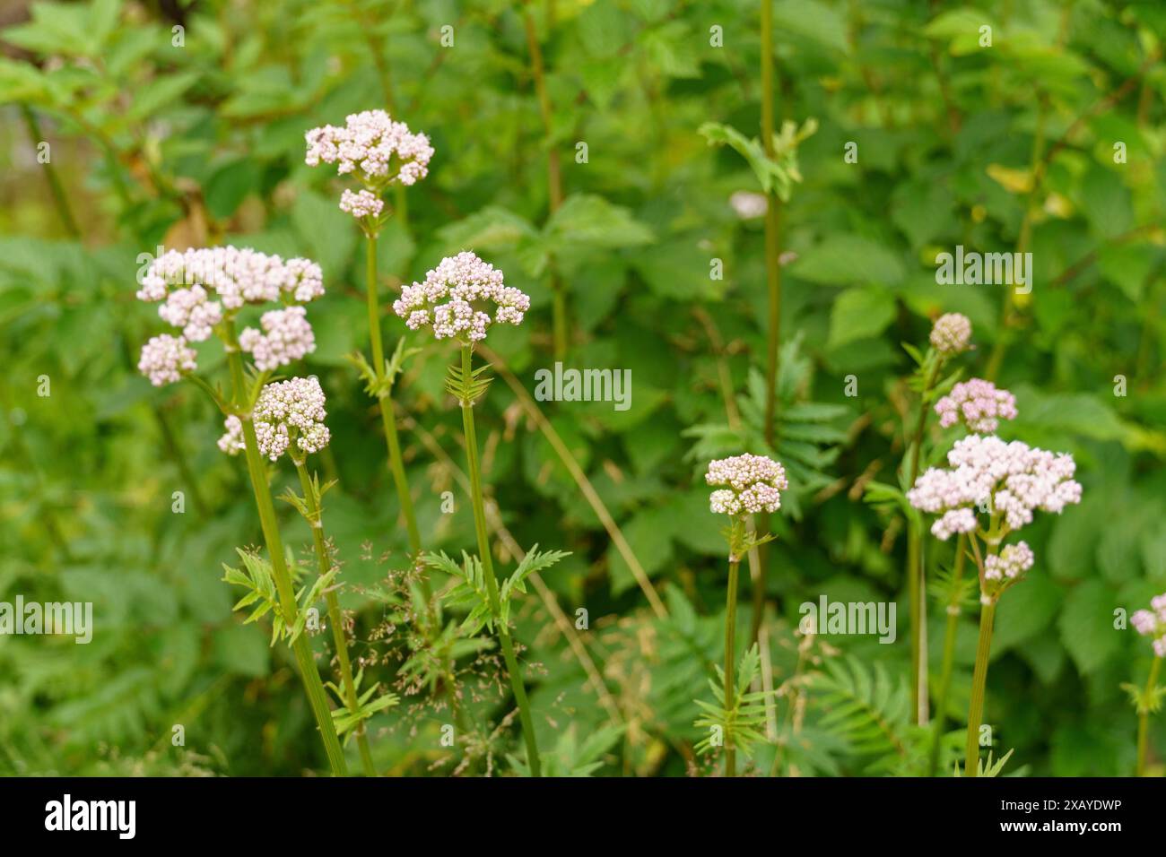Gros plan de fleurs en fleurs dans un espace vert, Gosau, Autriche Banque D'Images Gros plan de fleurs en fleurs dans un espace vert, Gosau, Autriche Banque D'Images