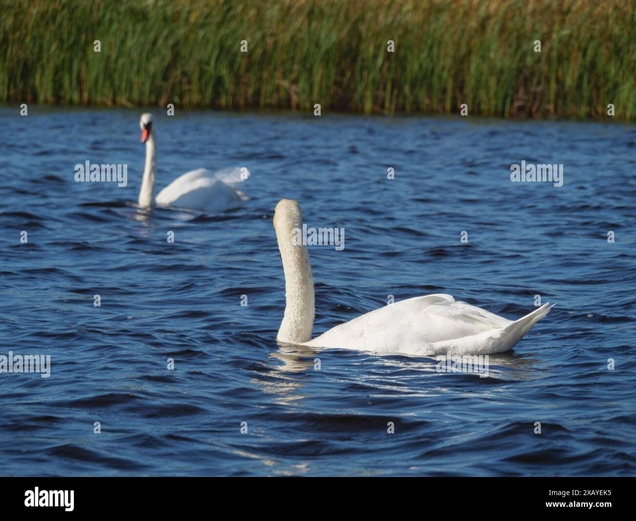 Un seul cygne dans l'eau calme près d'un banc de roseaux, giethoorn, pays-Bas Banque D'Images