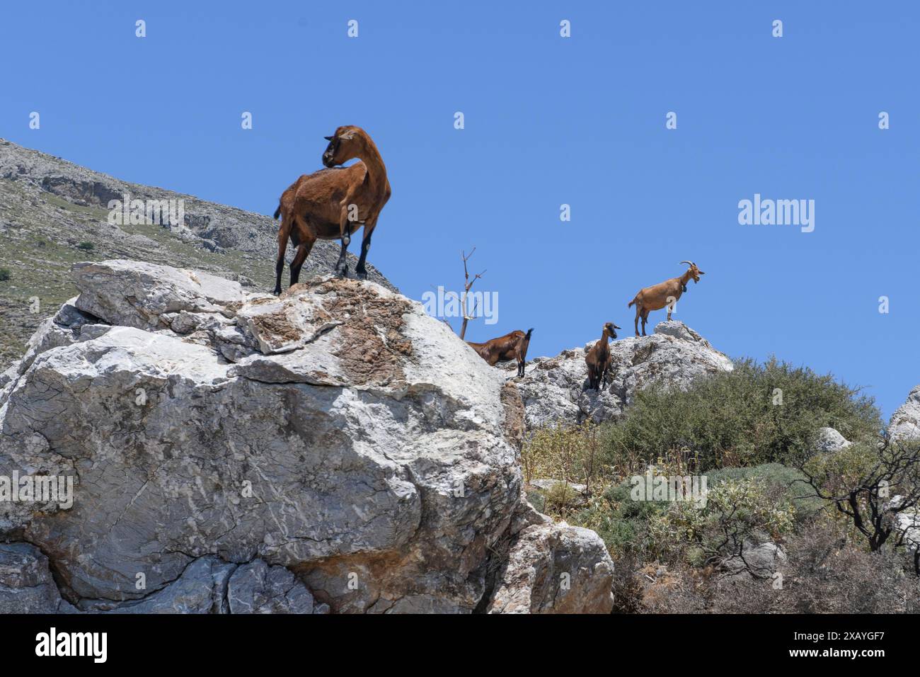 Plusieurs chèvres sauvages, dont certaines sont des chèvres domestiques sauvages (Capra aegagrus hircus), debout sur des rochers dans les montagnes Asterousia, Crète, Grèce Banque D'Images
