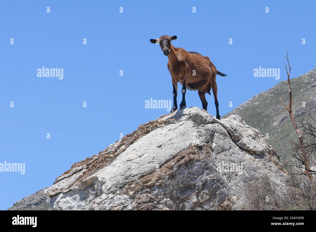 Plusieurs chèvres sauvages, dont certaines sont des chèvres domestiques sauvages (Capra aegagrus hircus), debout sur des rochers dans les montagnes Asterousia, Crète, Grèce Banque D'Images