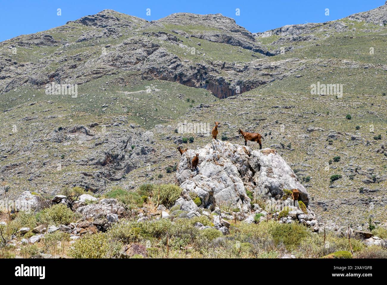 Plusieurs chèvres sauvages, dont certaines sont des chèvres domestiques sauvages (Capra aegagrus hircus), debout sur des rochers dans les montagnes Asterousia, Crète, Grèce Banque D'Images