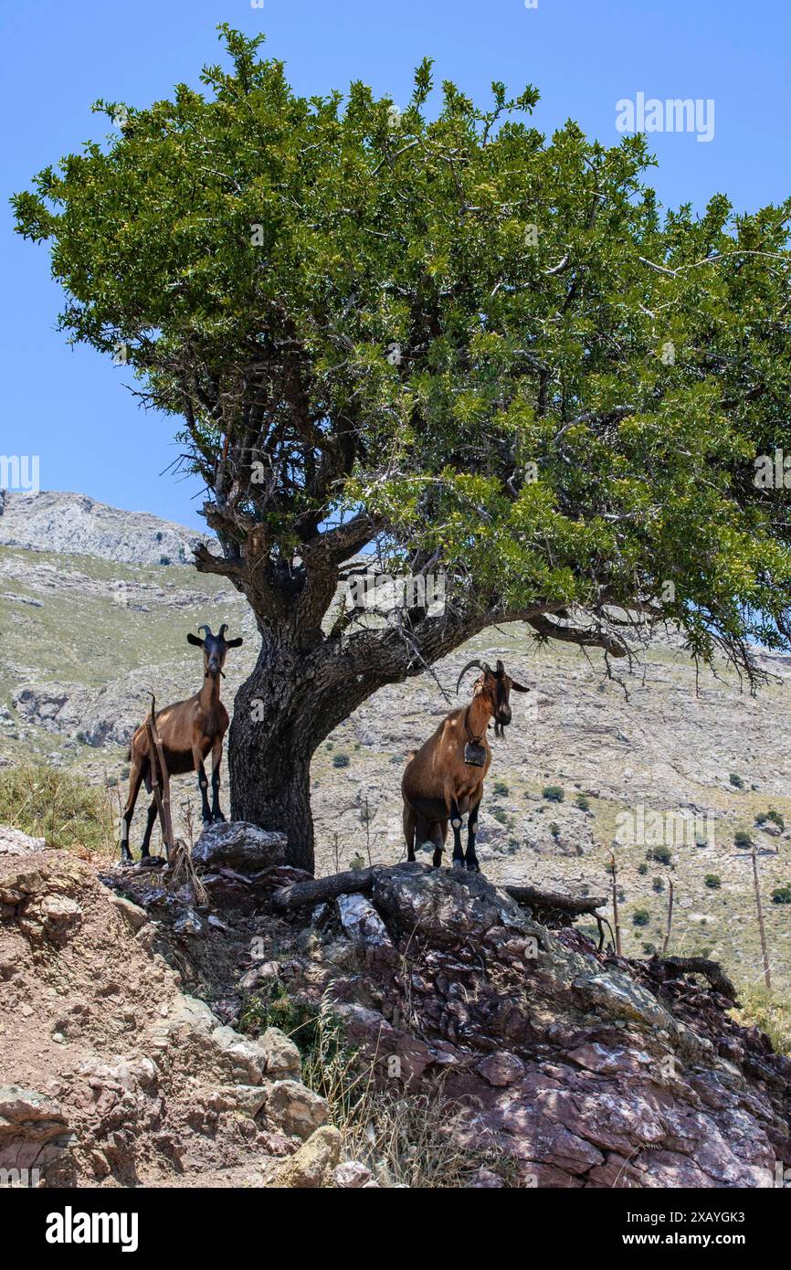 Deux chèvres sauvages vivant libres chèvres domestiques sauvages (Capra aegagrus hircus) debout dans les montagnes Asterousia sur les rochers sous l'olivier (Olea europaea) in Banque D'Images