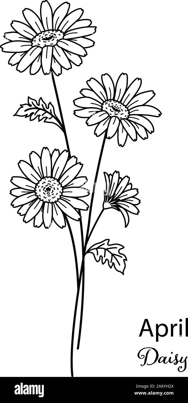 La fleur du mois de naissance d'avril est une fleur de Marguerite pour la gravure d'impression, la découpe au laser, la coloration et ainsi de suite. Illustration Vecter. Illustration de Vecteur