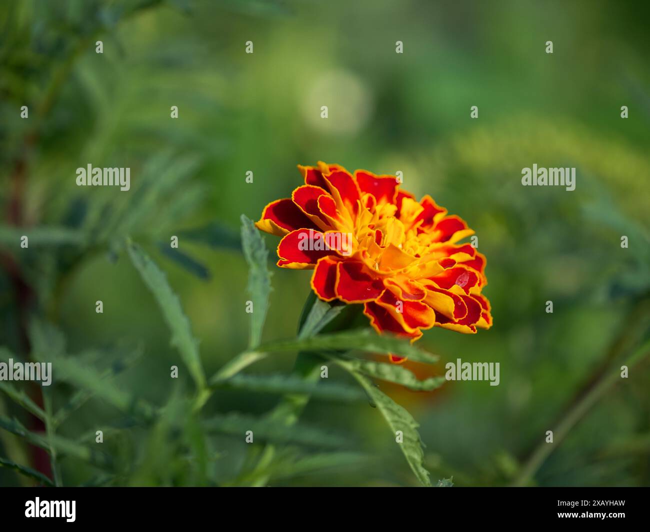 Une vue détaillée des pétales en couches d'un souci contre un cadre vert flou ; peut être utilisée dans des motifs floraux ou des présentations de la nature. Banque D'Images