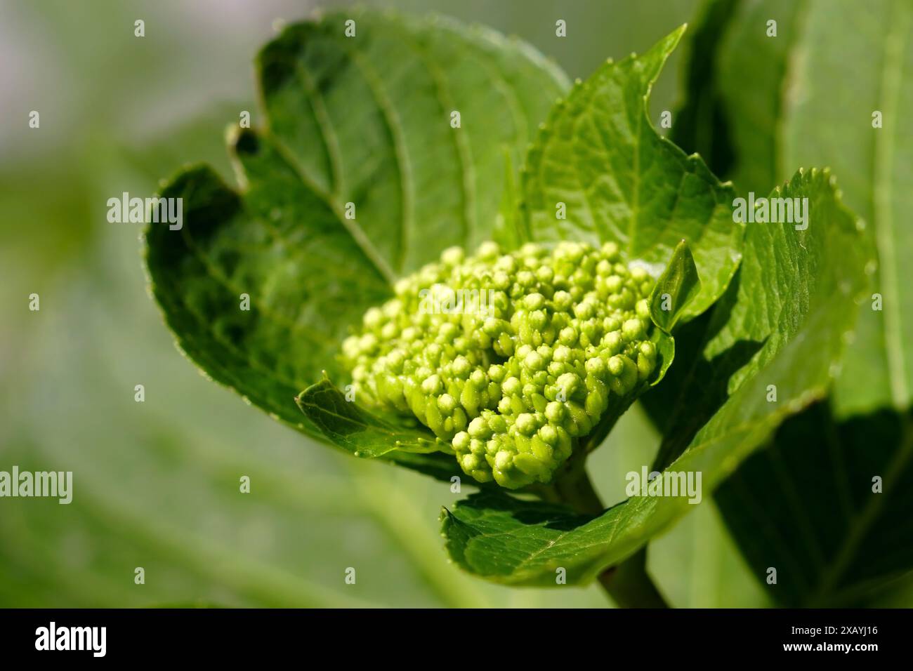 Inflorescence avec bourgeons d'hortensia - gros plan sur un fond vert. Une plante hortensia qui commence à fleurir, photographiée dans le jardin par une journée ensoleillée. Banque D'Images