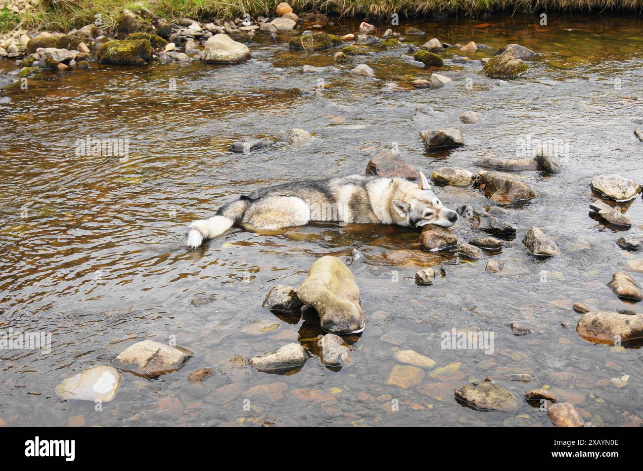 Un chien Tamaskan (loup hybide) profitant de l'eau Banque D'Images