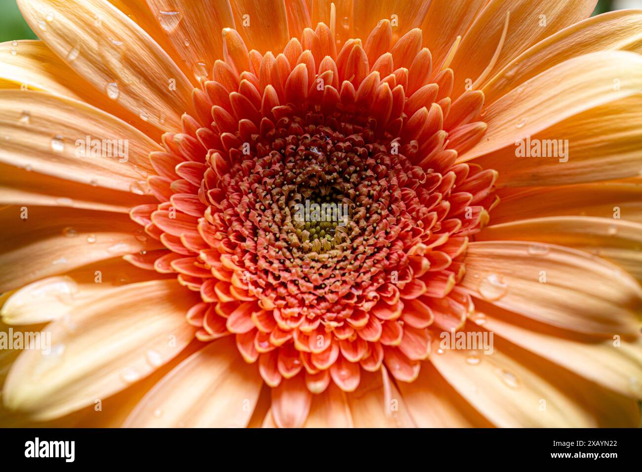 Fleurs de Marguerite gerbera orange avec des gouttes d'eau sur ses pétales Banque D'Images