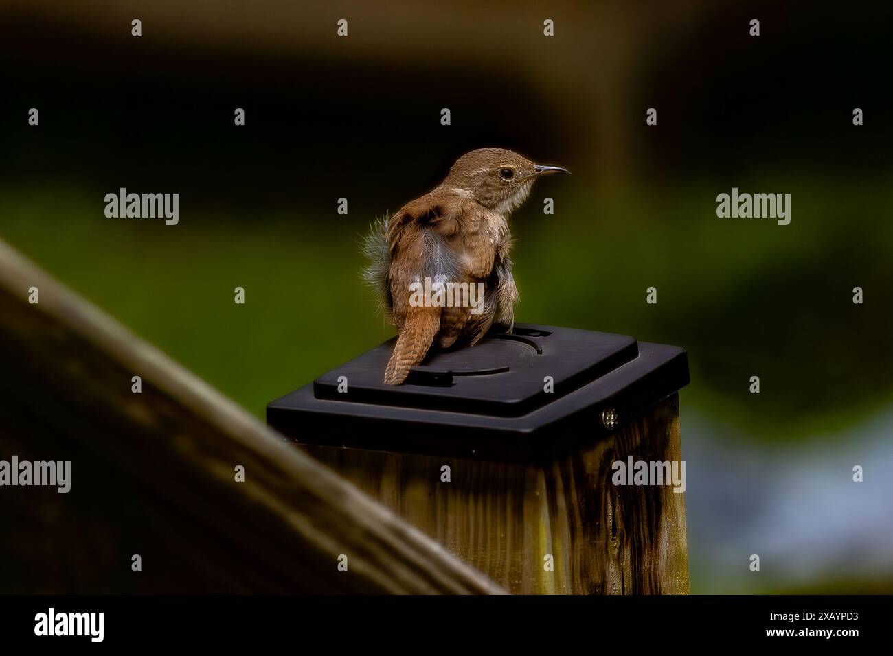 Gros plan d'un Carolina Wren dans une arrière-cour résidentielle (Thryothorus ludovicianus) Banque D'Images