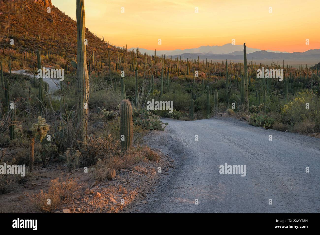 Le soleil se couche sur Saguaro Cactus au Saguaro Cactus au Saguaro National Park près de Tucson, Arizona, Banque D'Images