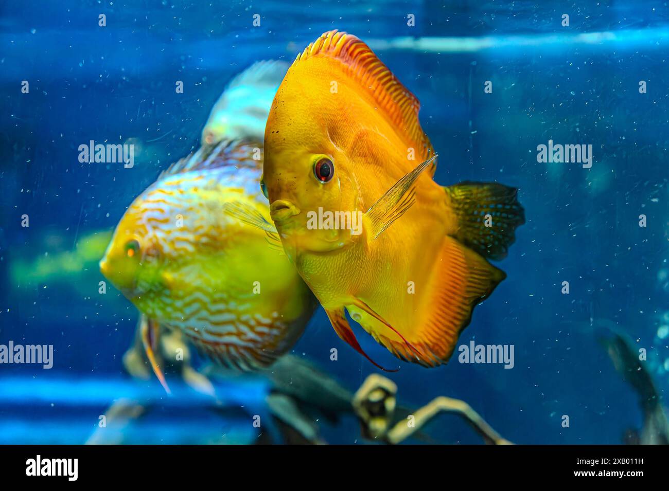 discus poisson dans l'aquarium, poisson tropical. Symphysodon discus de la rivière Amazone. Diamant bleu, peau de serpent, turquoise rouge et bien plus encore Banque D'Images