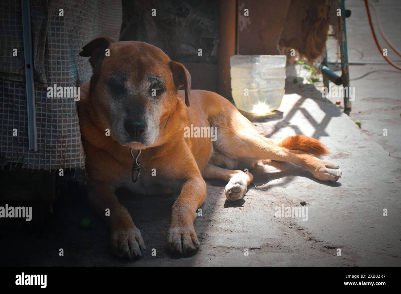 Montrez le chien de race de beagle sur un fond vert naturel Banque D'Images