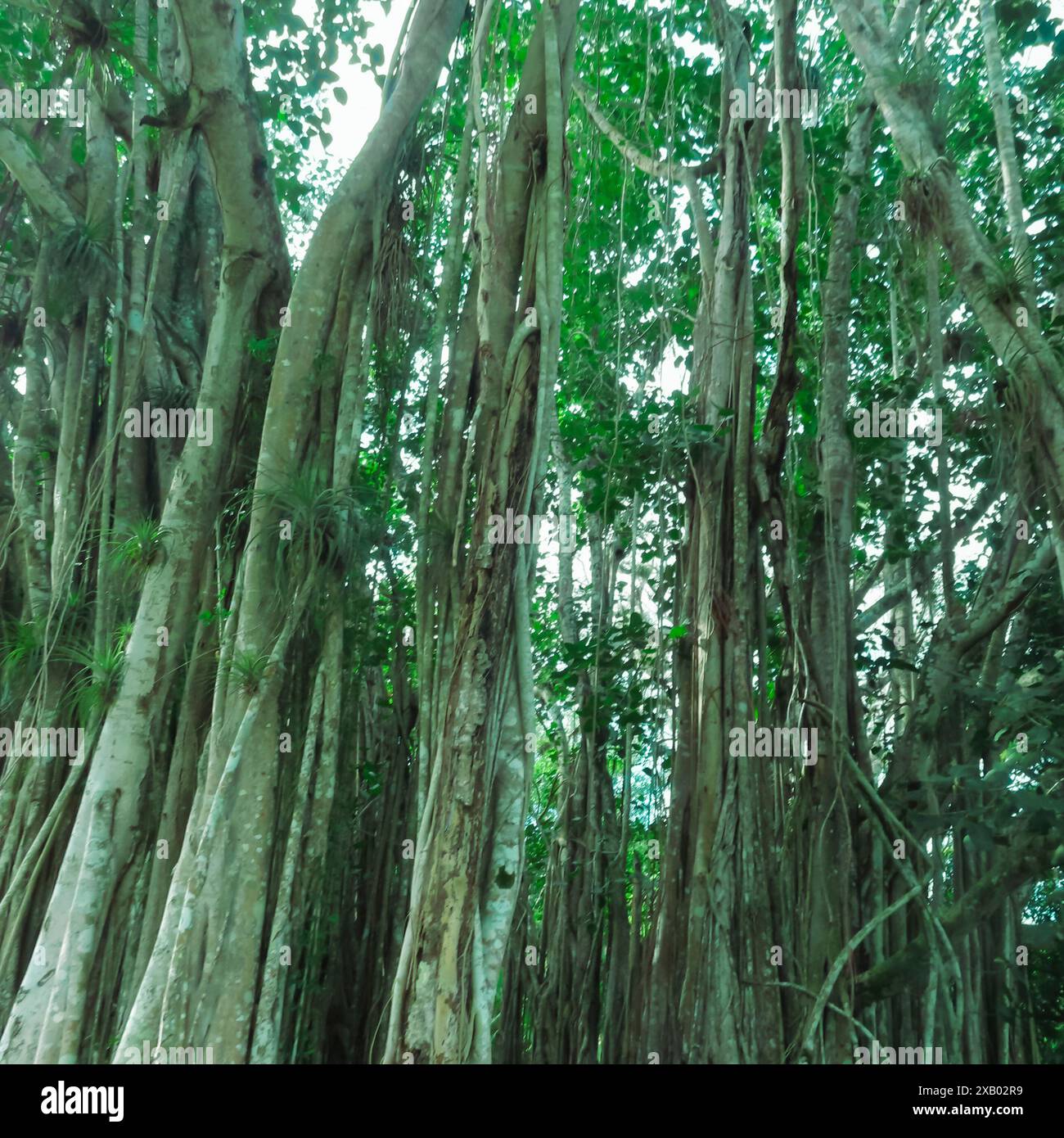 Arbre Banyan (Ficus benghalensis) à la Havane, Cuba Banque D'Images