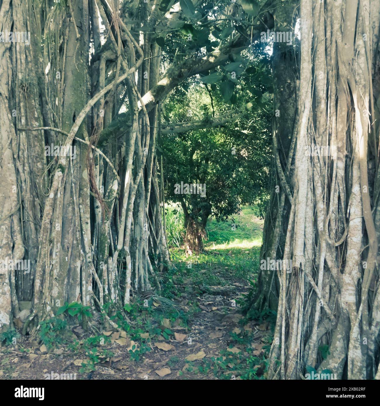 Arbre Banyan (Ficus benghalensis) à la Havane, Cuba Banque D'Images