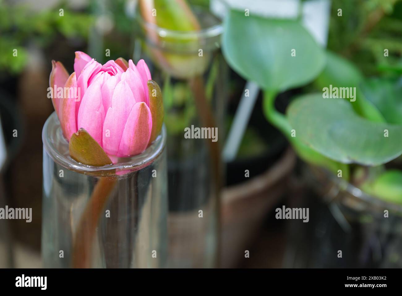 Bourgeon de nénuphar rose placé dans un vase en verre, entouré de feuillage vert, de pétales délicats, de fleurs fragiles Banque D'Images