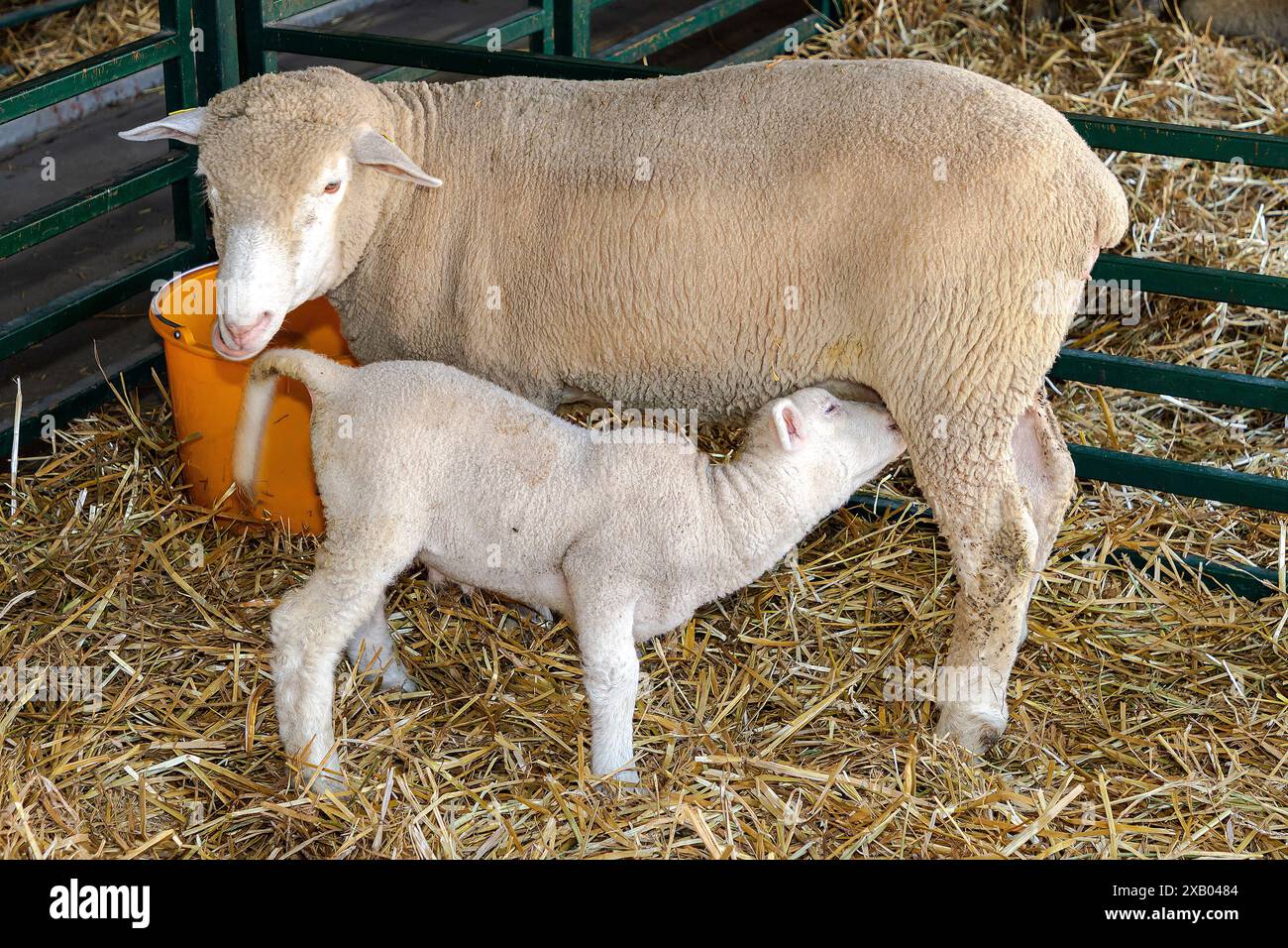 Mère mouton et agneau sur foin à l'intérieur de l'enceinte de ferme Banque D'Images