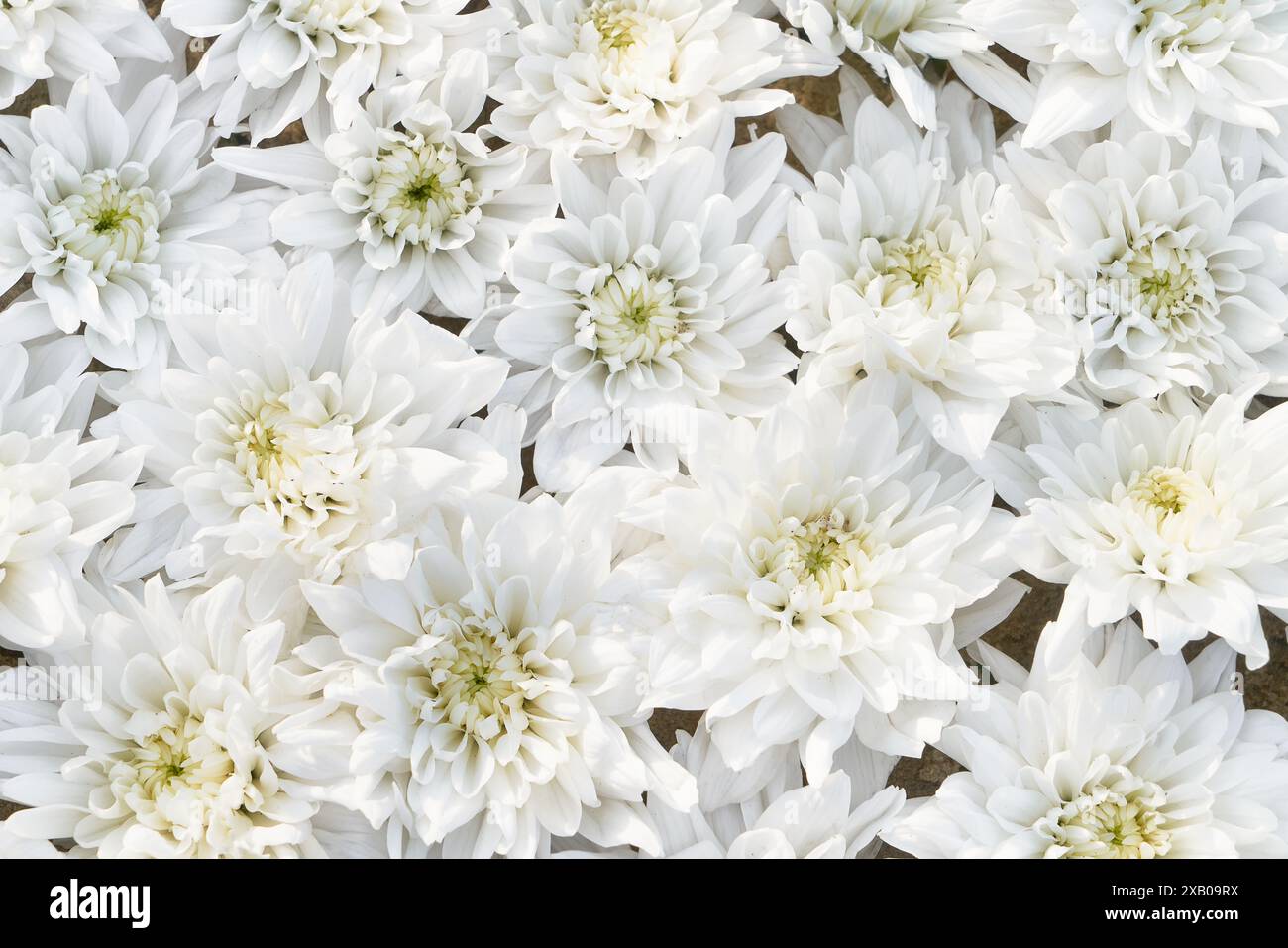 Fond blanc de fleurs de chrysanthème. Fête des mères, Saint Valentin, concept de célébration d'anniversaire. Tessellation florale fleurie. Banque D'Images