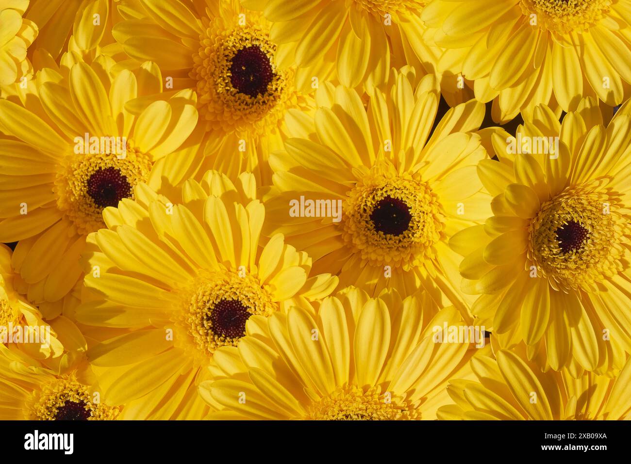 Fond jaune de fleurs de gerberas. Fête des mères, Saint Valentin, concept de célébration d'anniversaire. Tessellation florale fleurie. Vue de dessus Banque D'Images