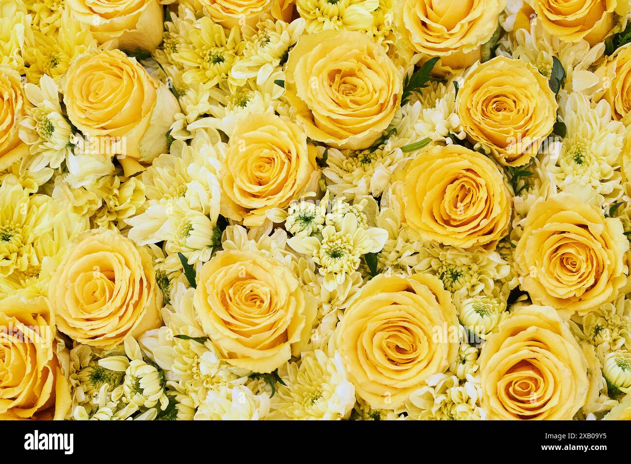 Fond de roses jaunes. Fête des mères, Saint Valentin, concept de célébration d'anniversaire. Tessellation florale fleurie. Vue de dessus Banque D'Images