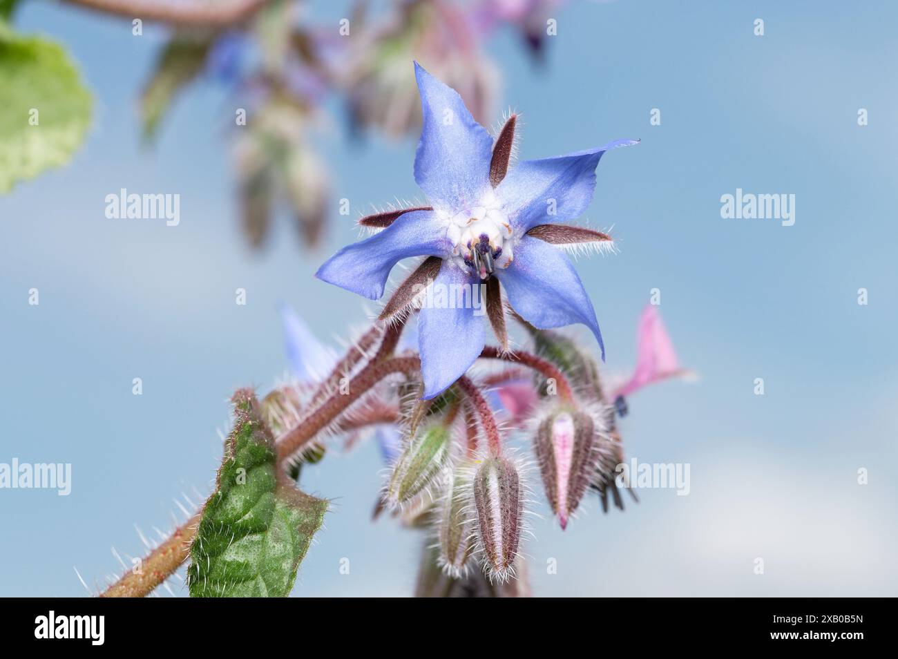 Borago officinalis en forme d'étoile fleur violette d'une bourrache Banque D'Images