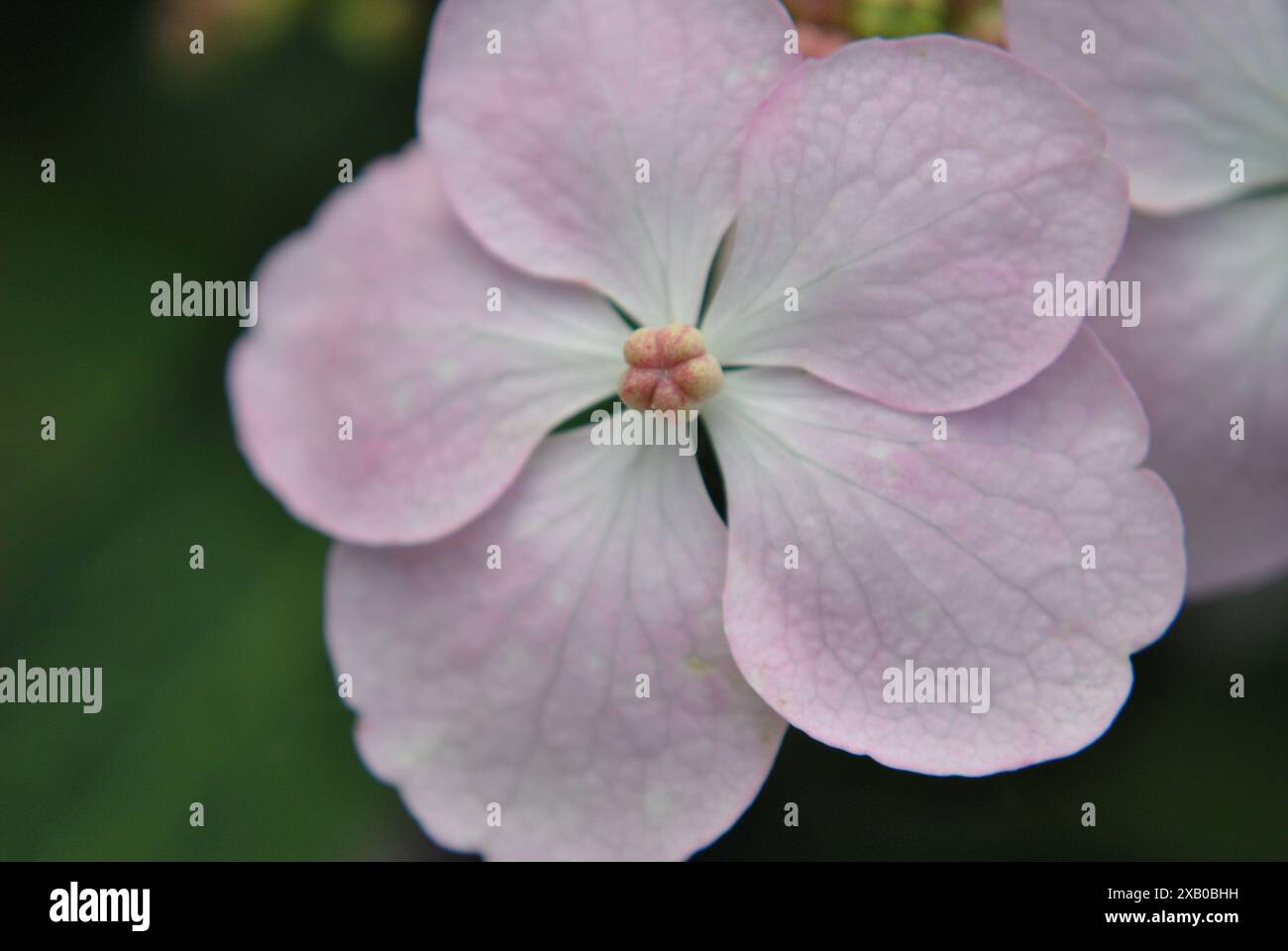 Vue rapprochée d'une délicate fleur d'hortensia rose Banque D'Images