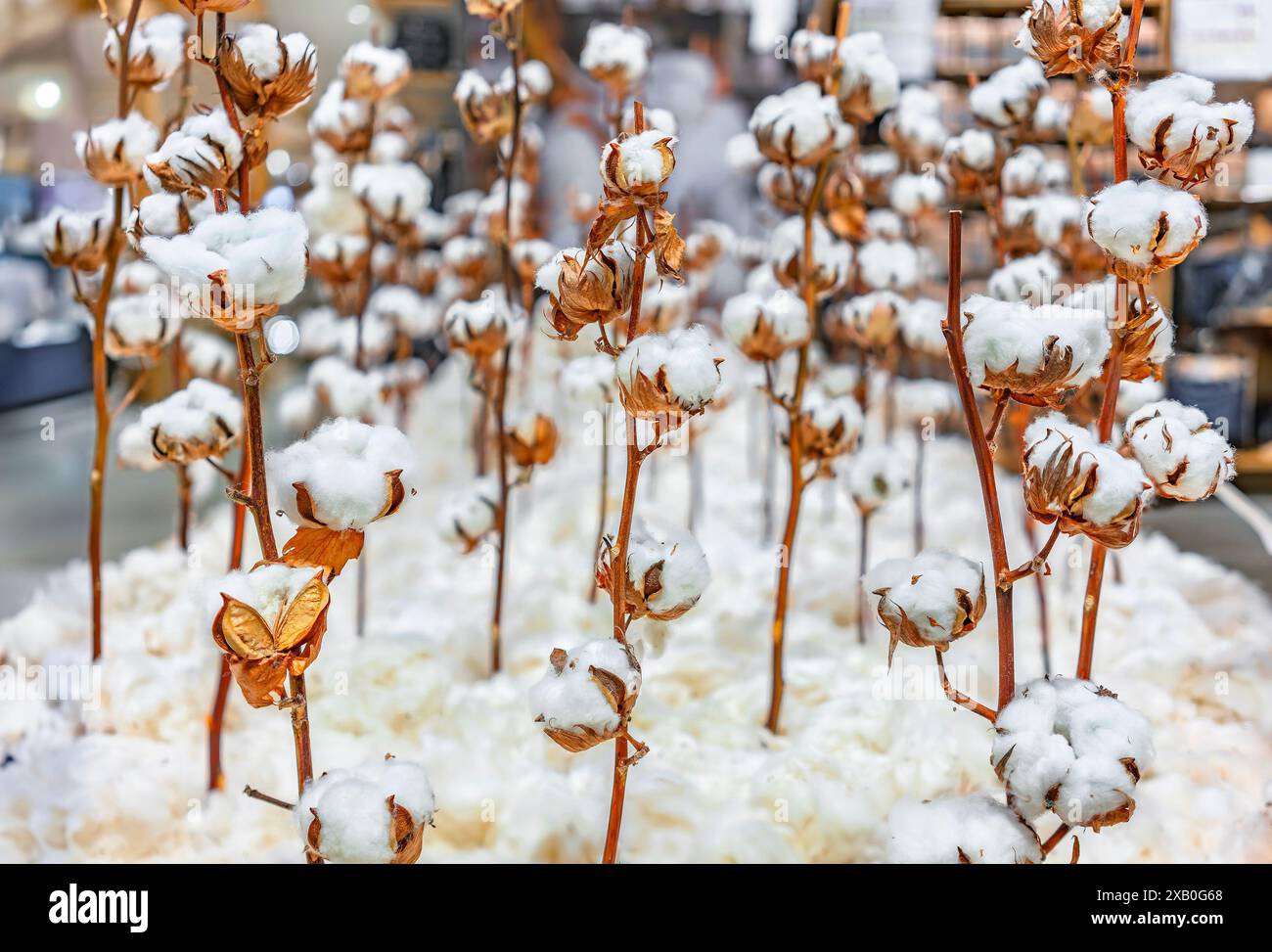 Les plants de coton sont exposés dans un magasin de t-shirts respectueux de l'environnement, mettant en valeur les matières premières utilisées pour la mode durable. Le réglage pro Banque D'Images