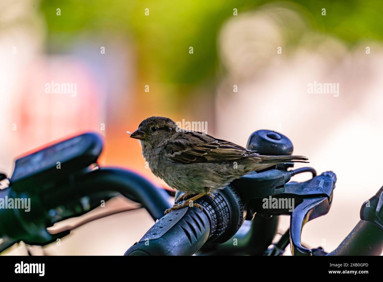 Maison Sparrow perché sur le guidon de vélo Banque D'Images