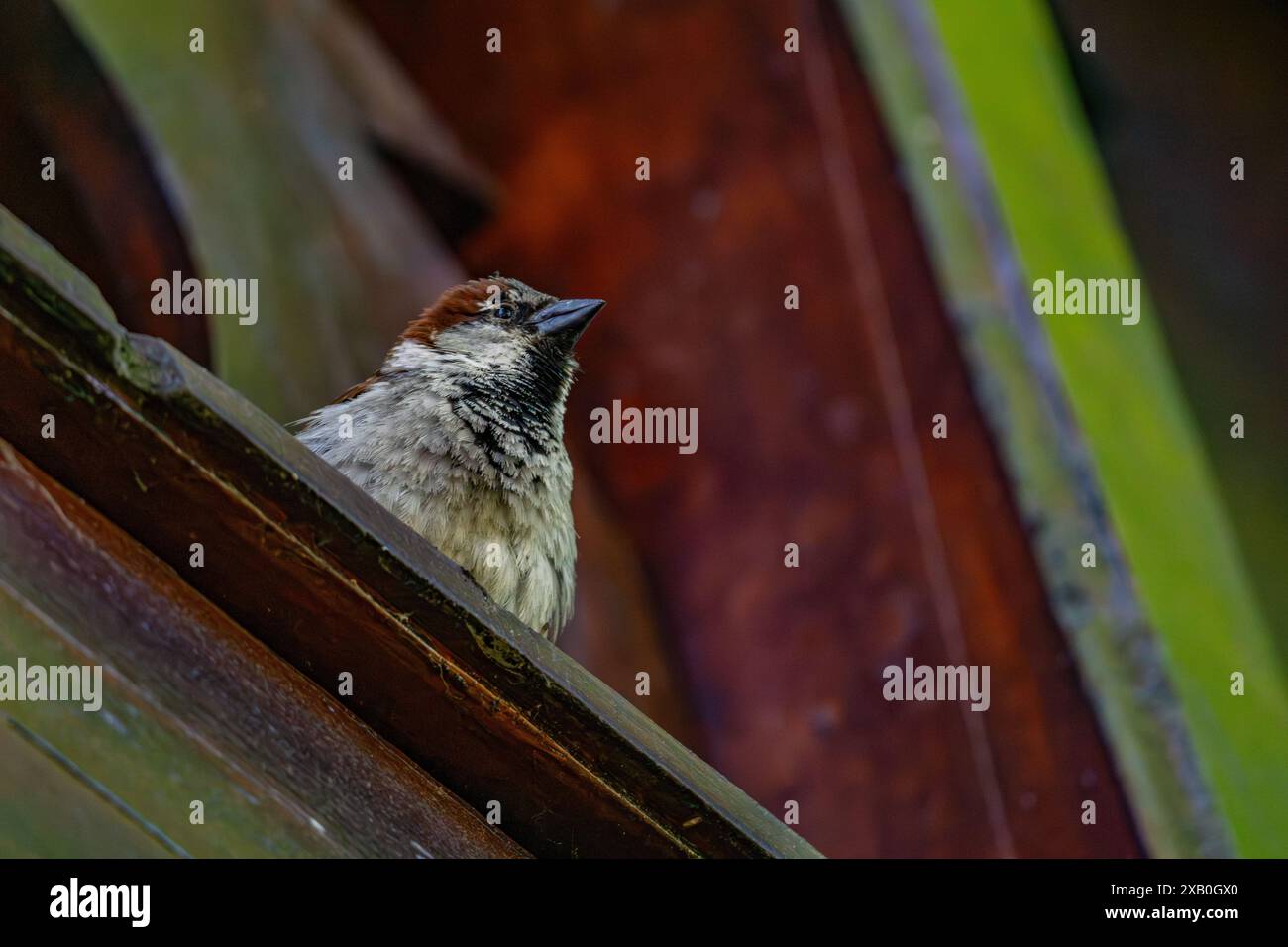 Maison Sparrow perchée sur le toit Banque D'Images