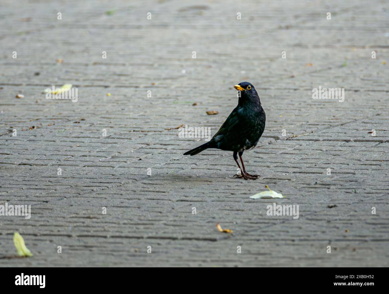 Eurasian Blackbird sur un chemin concret Banque D'Images