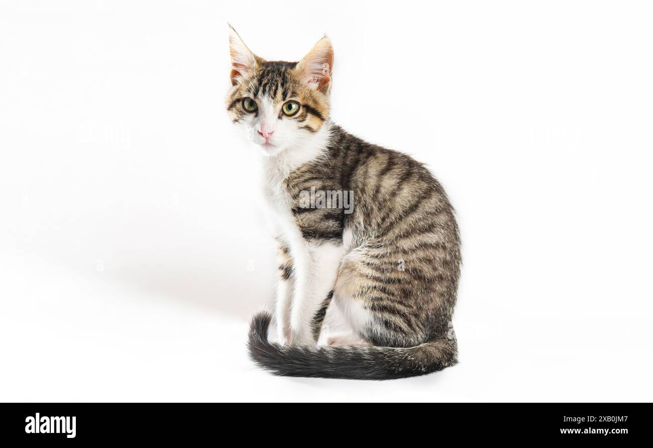 Portrait de chiot chat tabby gris avec blanc isolé sur fond blanc Banque D'Images