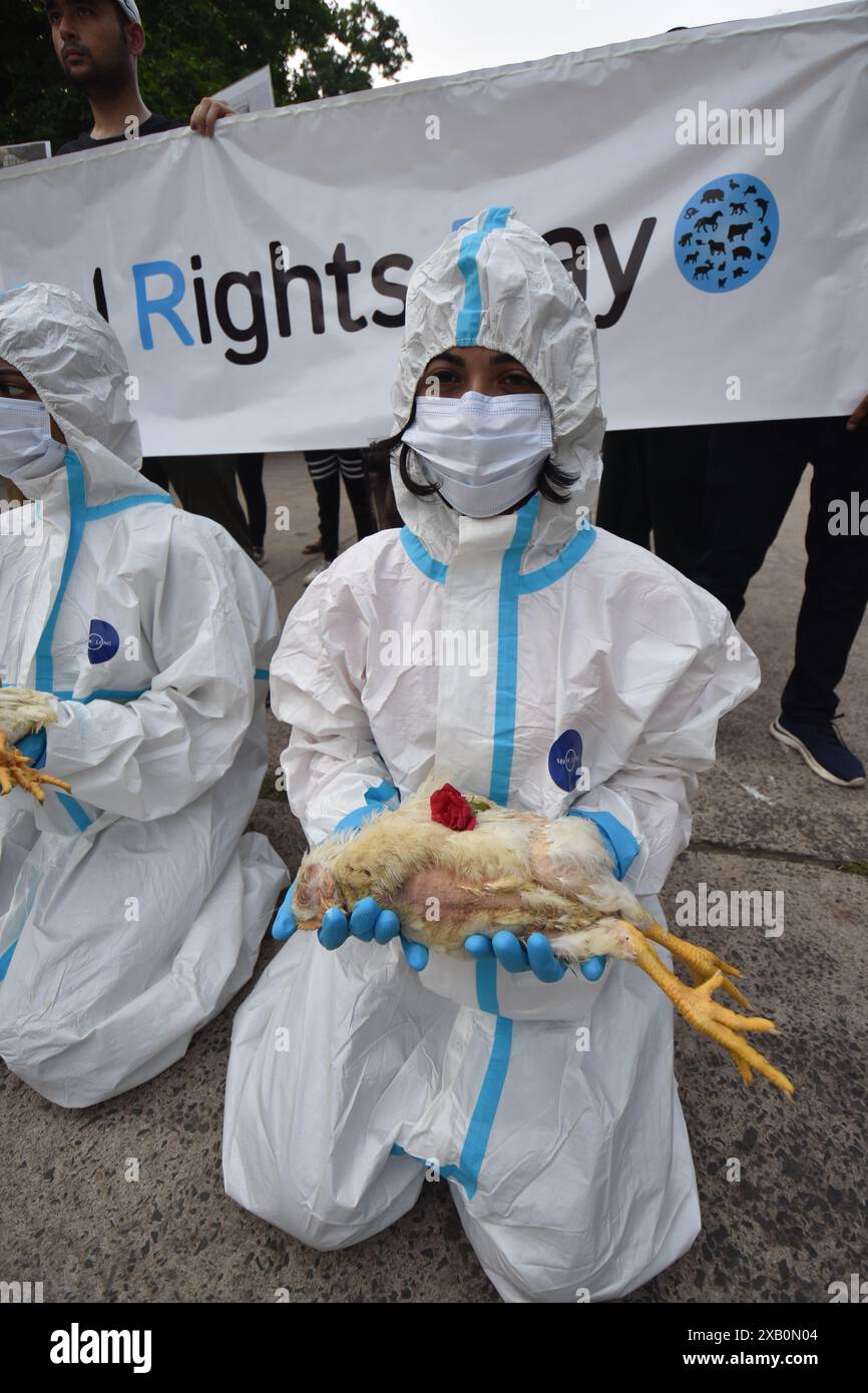 Kolkata, Bengale occidental, Inde. 9 juin 2024. Les militants des droits des animaux de 'Our Planet. Les leurs aussi. » la communauté s’est réunie devant l’emblématique Victoria Memorial Hall à Kolkata, en Inde, pour commémorer la Journée nationale indienne des droits des animaux (NARD), qui est observée le premier dimanche de juin. Au cours de l’événement, des militants ont exposé des poulets morts et tenu des pancartes pour souligner les droits de tous les animaux et sensibiliser à leur cause. (Crédit image : © Biswarup Ganguly/Pacific Press via ZUMA Press Wire) USAGE ÉDITORIAL SEULEMENT! Non destiné à UN USAGE commercial ! Banque D'Images