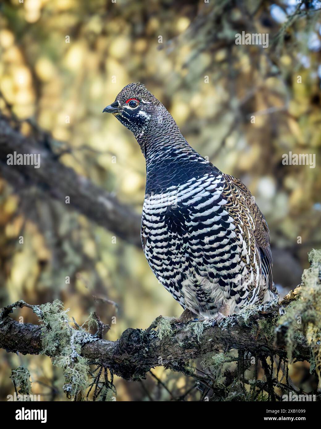 Un tétras de l'épinette, également connu sous le nom de tétras du Canada, perché dans la forêt boréale du parc national de Prince Albert, dans le nord de la Saskatchewan, au Canada. Banque D'Images