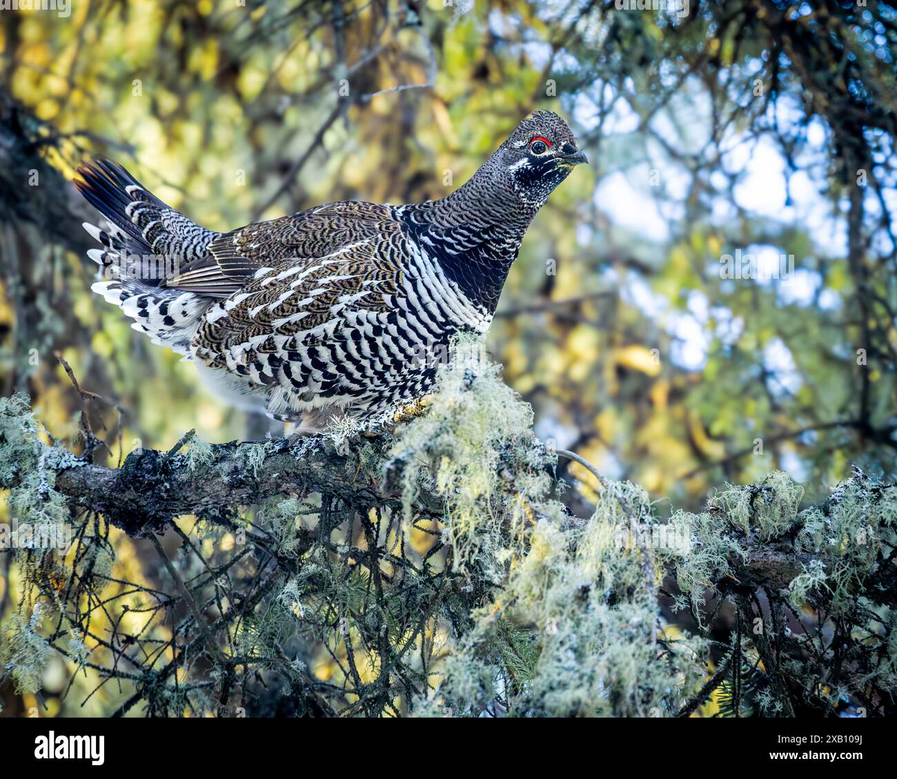 Un tétras de l'épinette, également connu sous le nom de tétras du Canada, perché dans la forêt boréale du parc national de Prince Albert, dans le nord de la Saskatchewan, au Canada. Banque D'Images