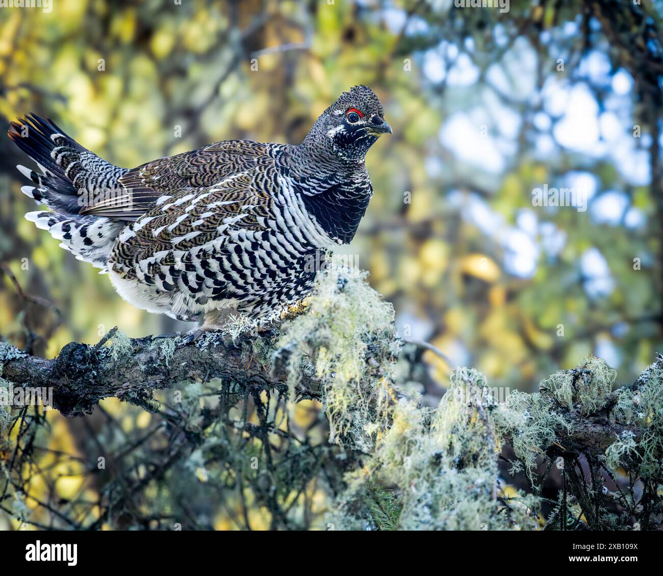 Un tétras de l'épinette, également connu sous le nom de tétras du Canada, perché dans la forêt boréale du parc national de Prince Albert, dans le nord de la Saskatchewan, au Canada. Banque D'Images