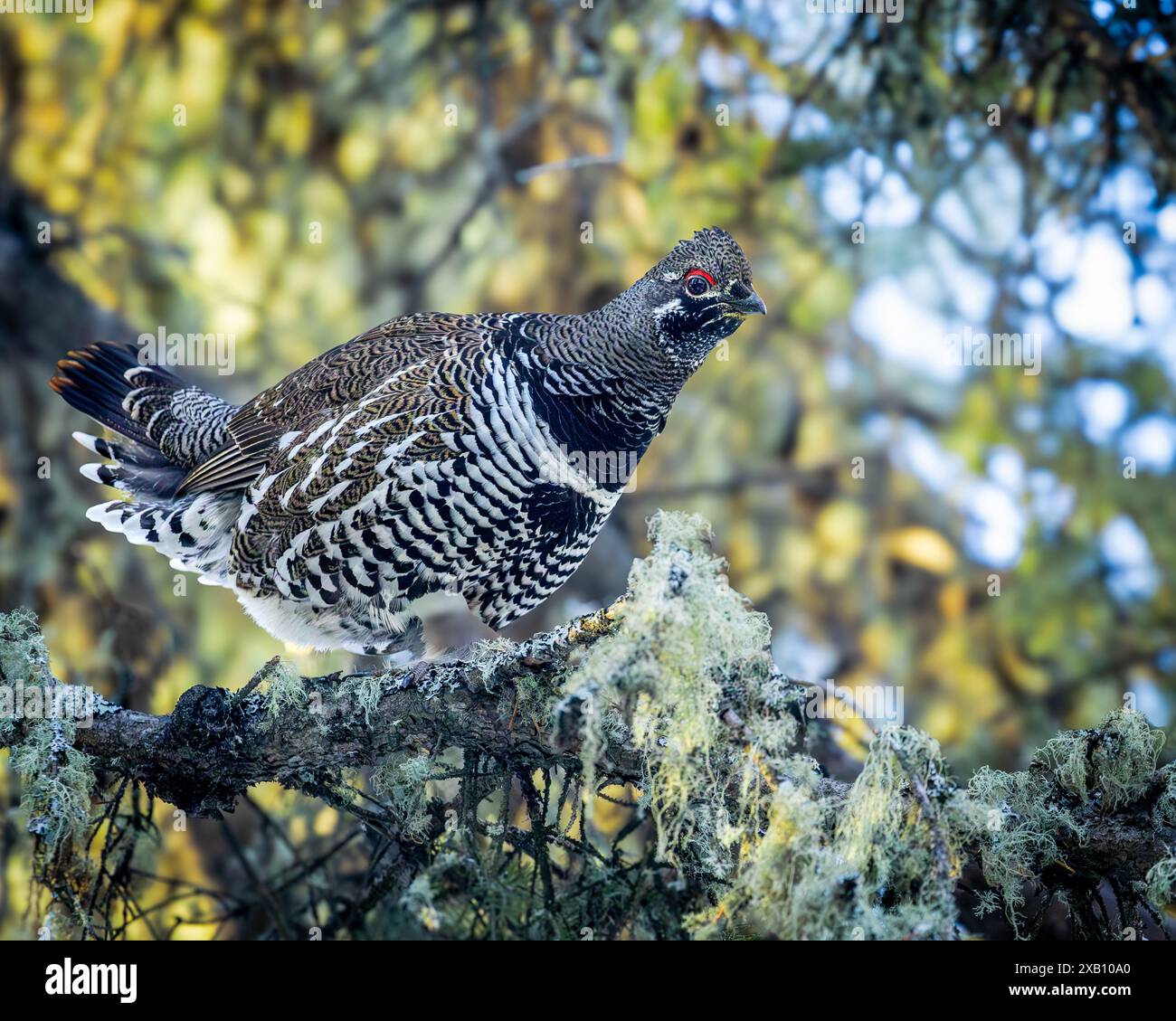 Un tétras de l'épinette, également connu sous le nom de tétras du Canada, perché dans la forêt boréale du parc national de Prince Albert, dans le nord de la Saskatchewan, au Canada. Banque D'Images