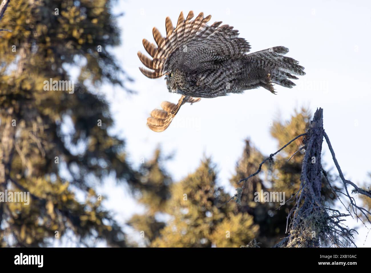 Un grand hibou gris (Strix nebulosa) en chasse dans la forêt boréale du nord de la Saskatchewan, Canada. Banque D'Images