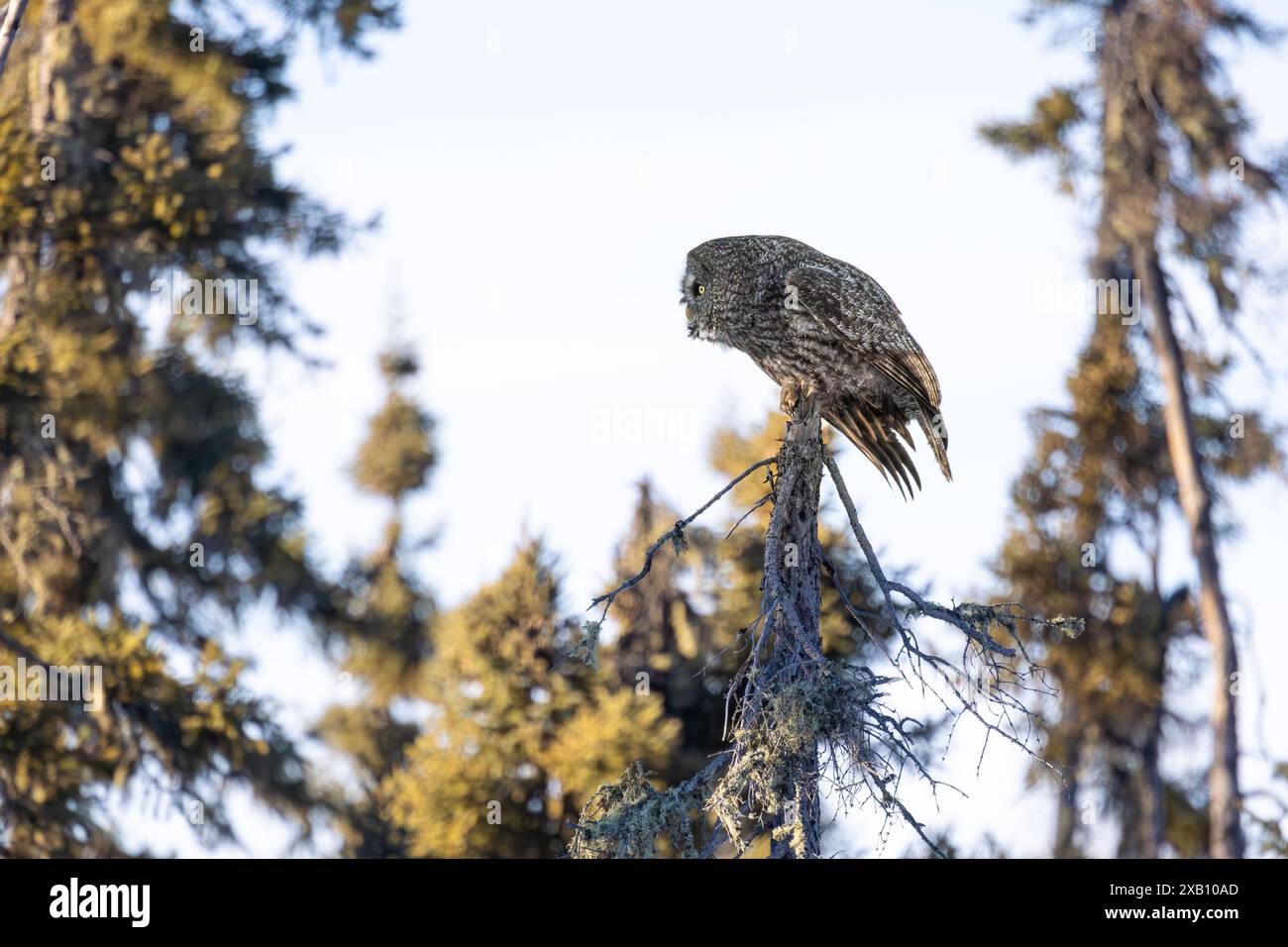 Un grand hibou gris (Strix nebulosa) en chasse dans la forêt boréale du nord de la Saskatchewan, Canada. Banque D'Images