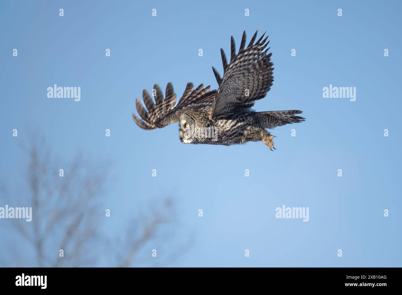 Un grand hibou gris (Strix nebulosa) en chasse dans la forêt boréale du nord de la Saskatchewan, Canada. Banque D'Images
