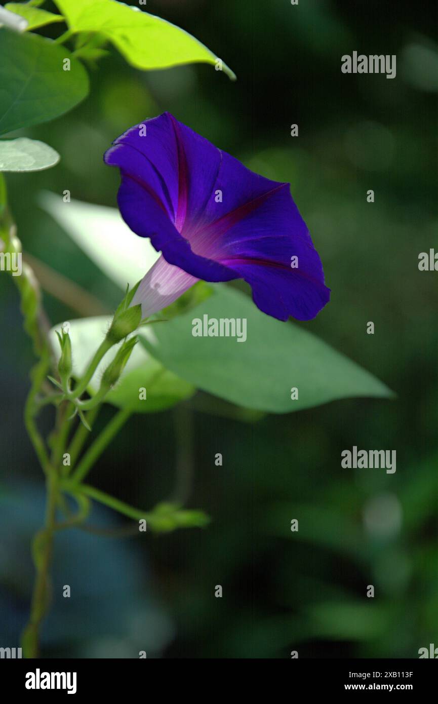 Bindweed, une fleur violette brillante Banque D'Images