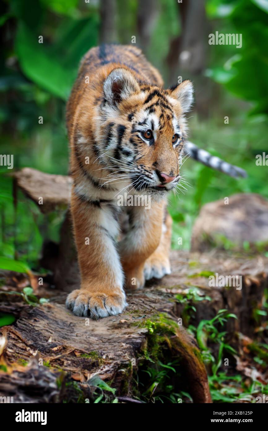 Petit tigre dans la nature. Animal dans l'herbe verte. Chat sauvage dans l'habitat naturel Banque D'Images