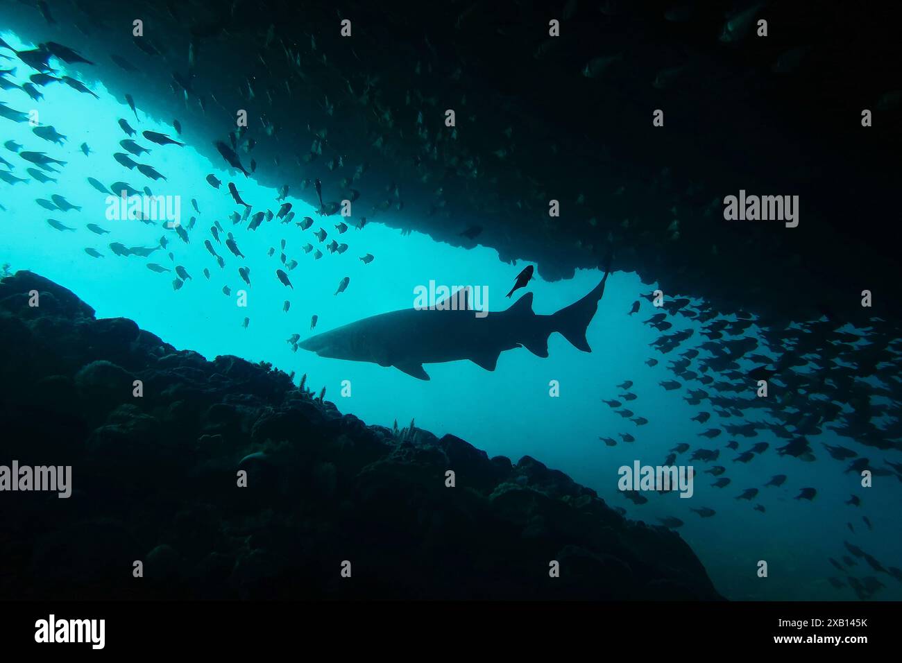 Silhouette d'un requin nageant devant l'entrée de la grotte Banque D'Images