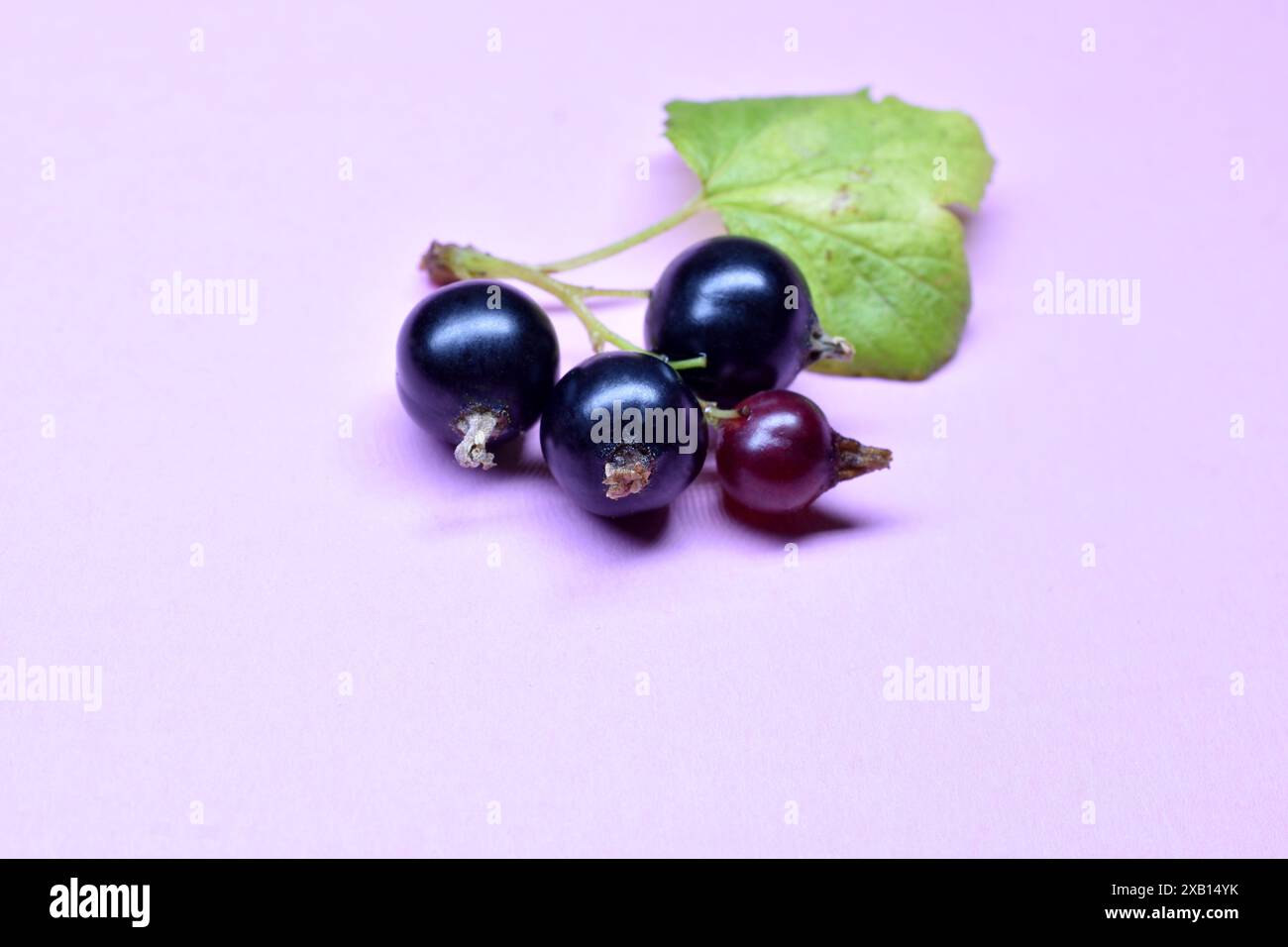 Plusieurs baies de cassis mûrs reposent sur la table. Banque D'Images